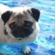 ¿Puedo bañar a mi perro en la piscina?